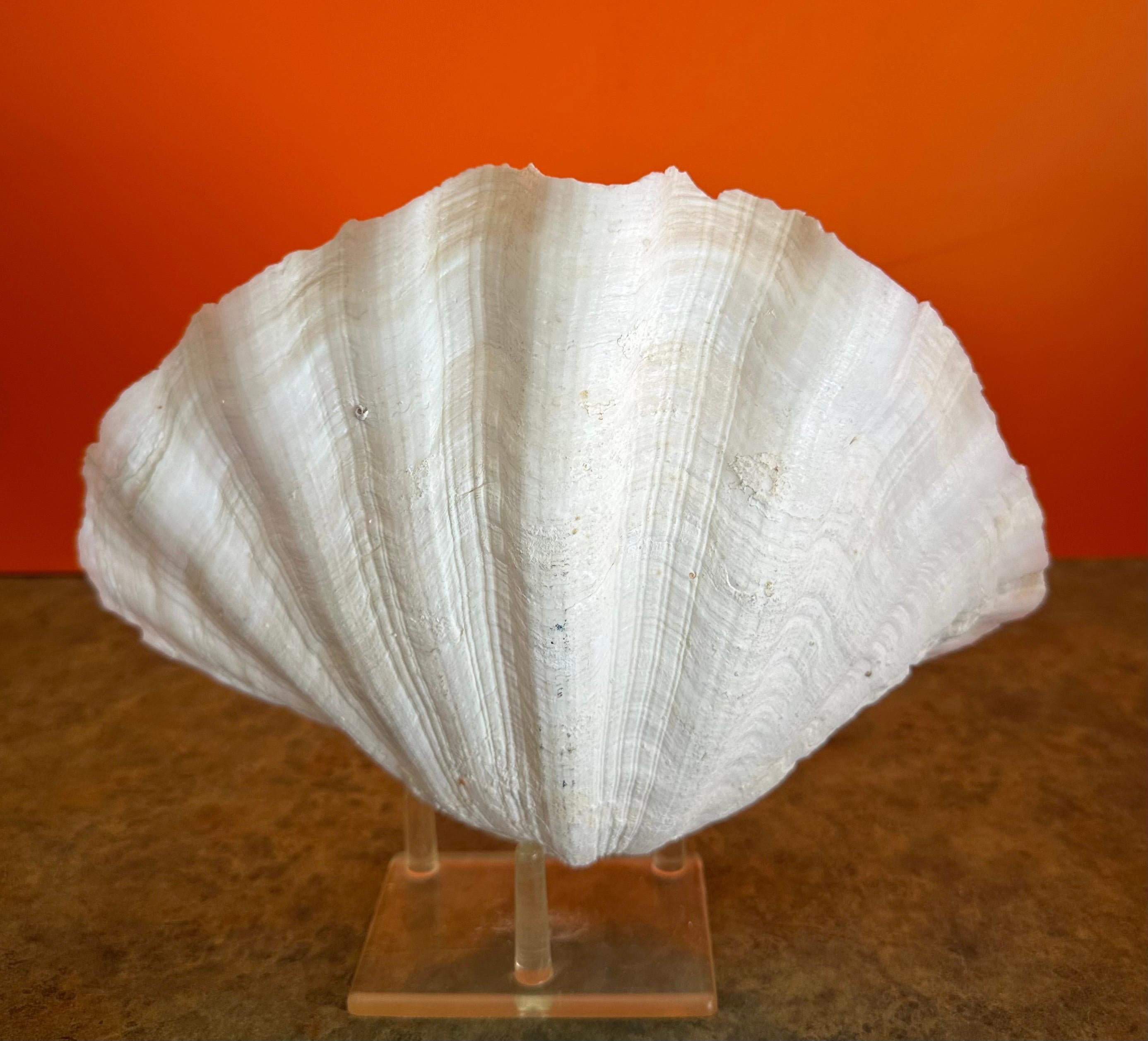 Paire de coquillages sculpturaux organiques Clam sur socle en Lucite en vente 4