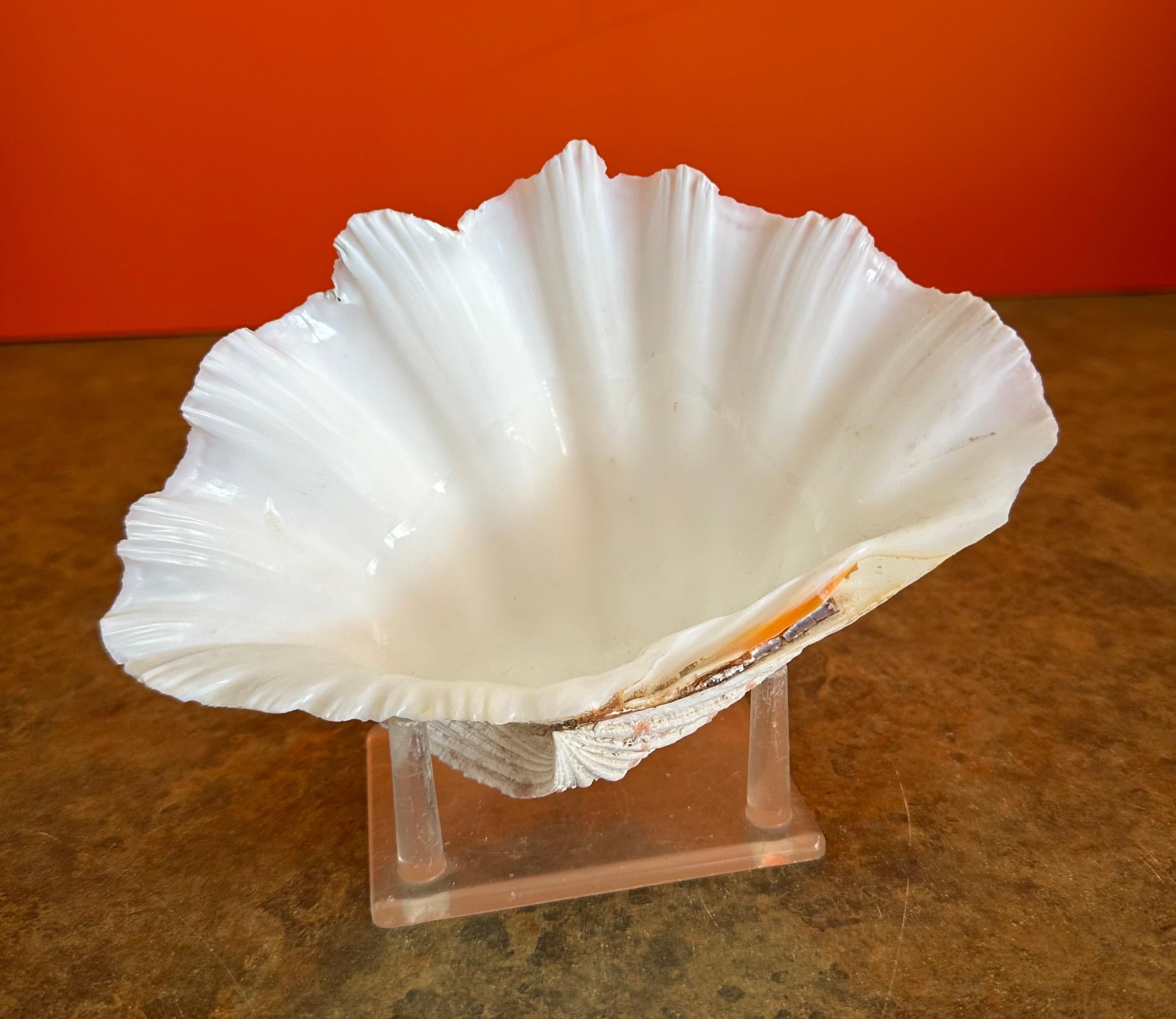 Paire de coquillages sculpturaux organiques Clam sur socle en Lucite en vente 5