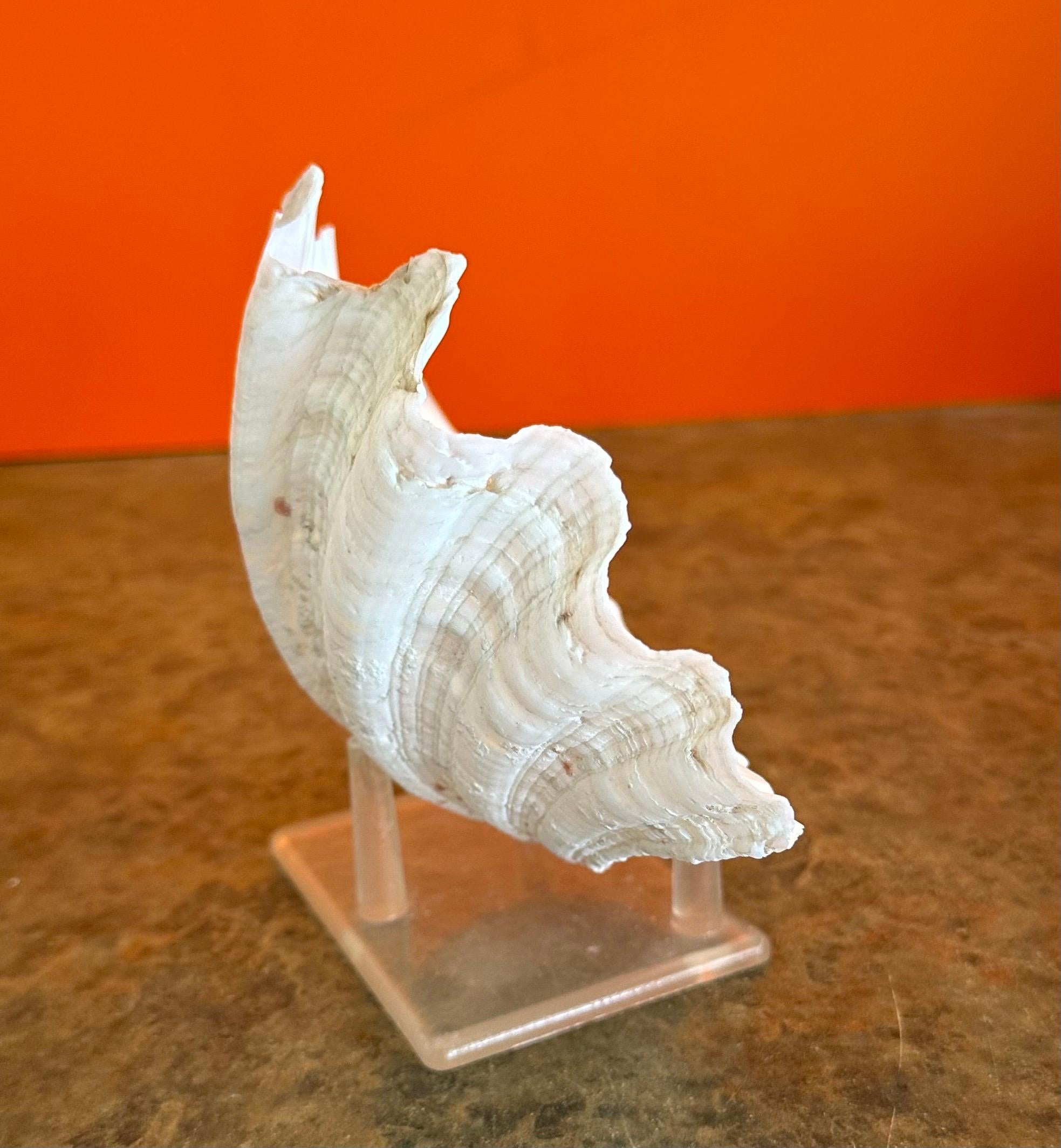 Paire de coquillages sculpturaux organiques Clam sur socle en Lucite en vente 6