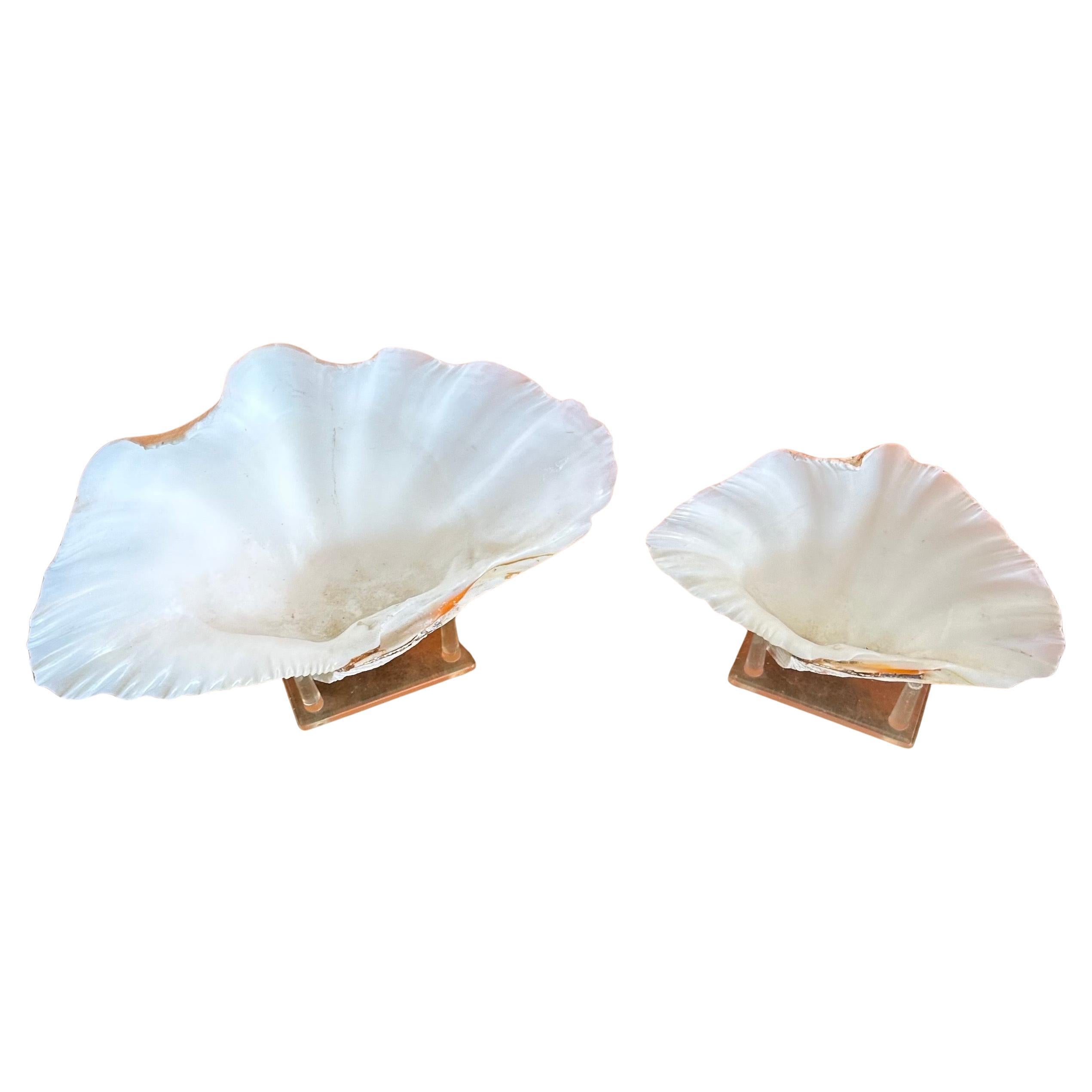 Une belle paire de coquilles de palourdes organiques sculpturales sur des supports en Lucite, vers les années 1980. La paire est en très bon état et mesure 9,5 