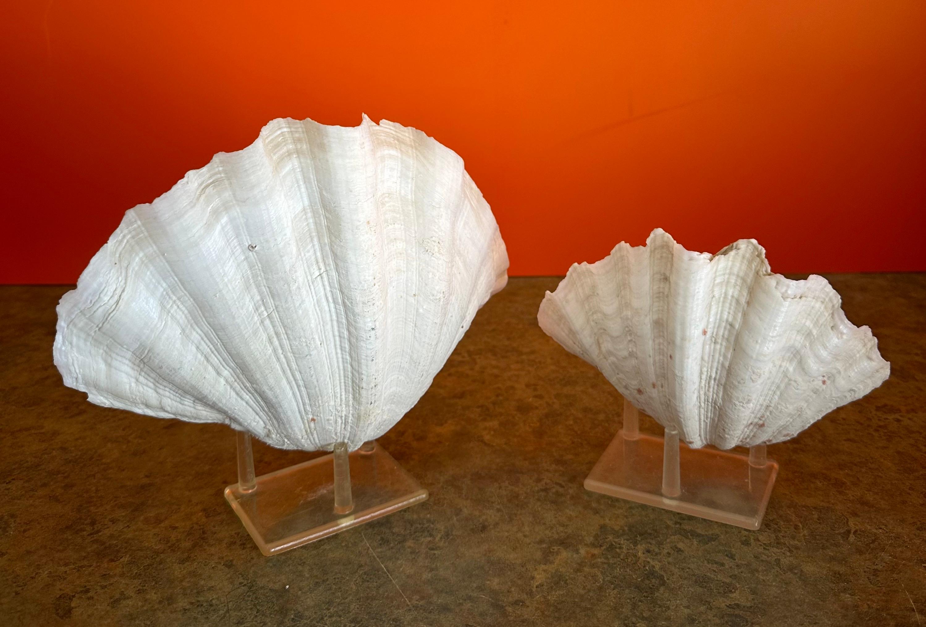 Américain Paire de coquillages sculpturaux organiques Clam sur socle en Lucite en vente