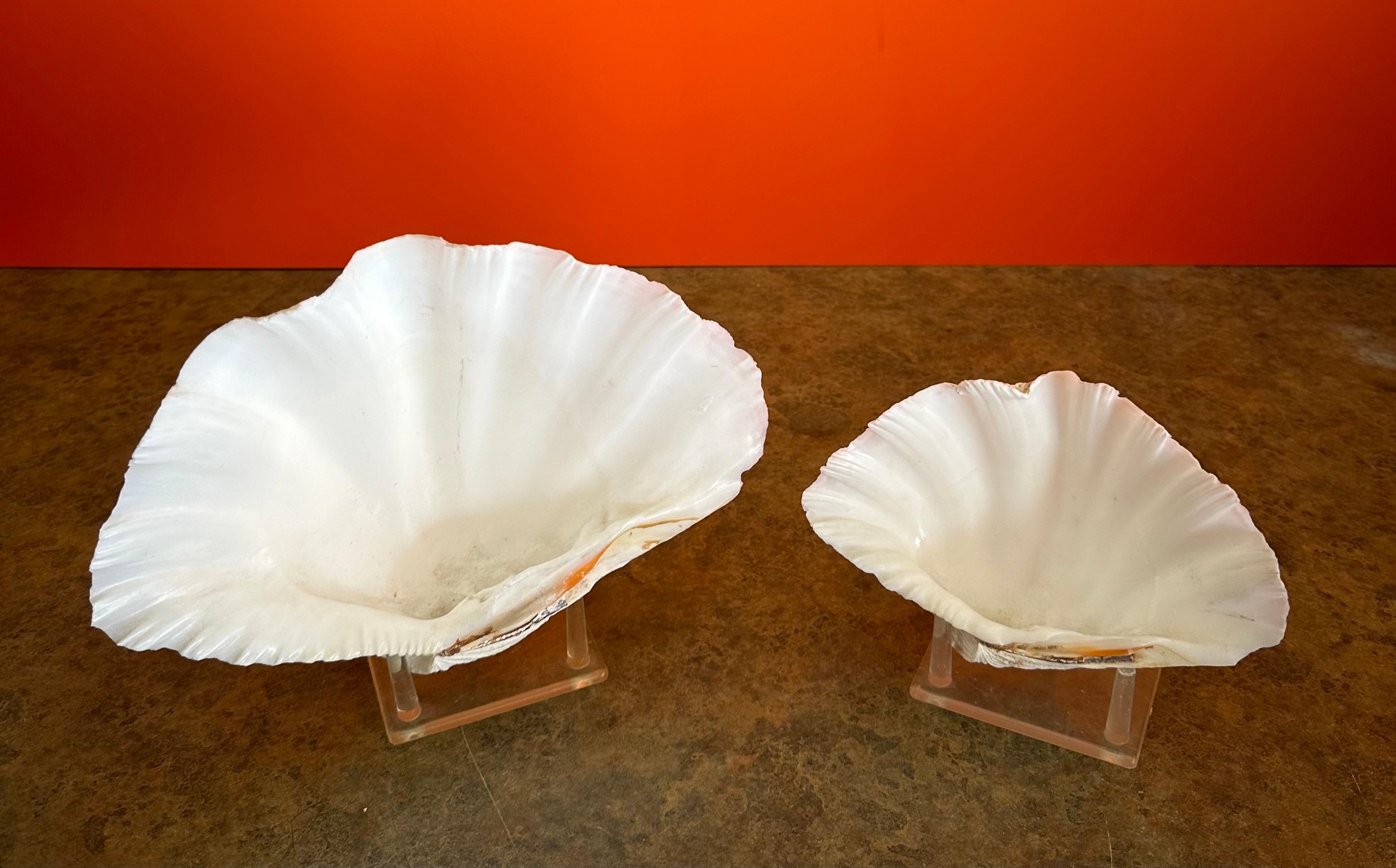 Paire de coquillages sculpturaux organiques Clam sur socle en Lucite Bon état - En vente à San Diego, CA