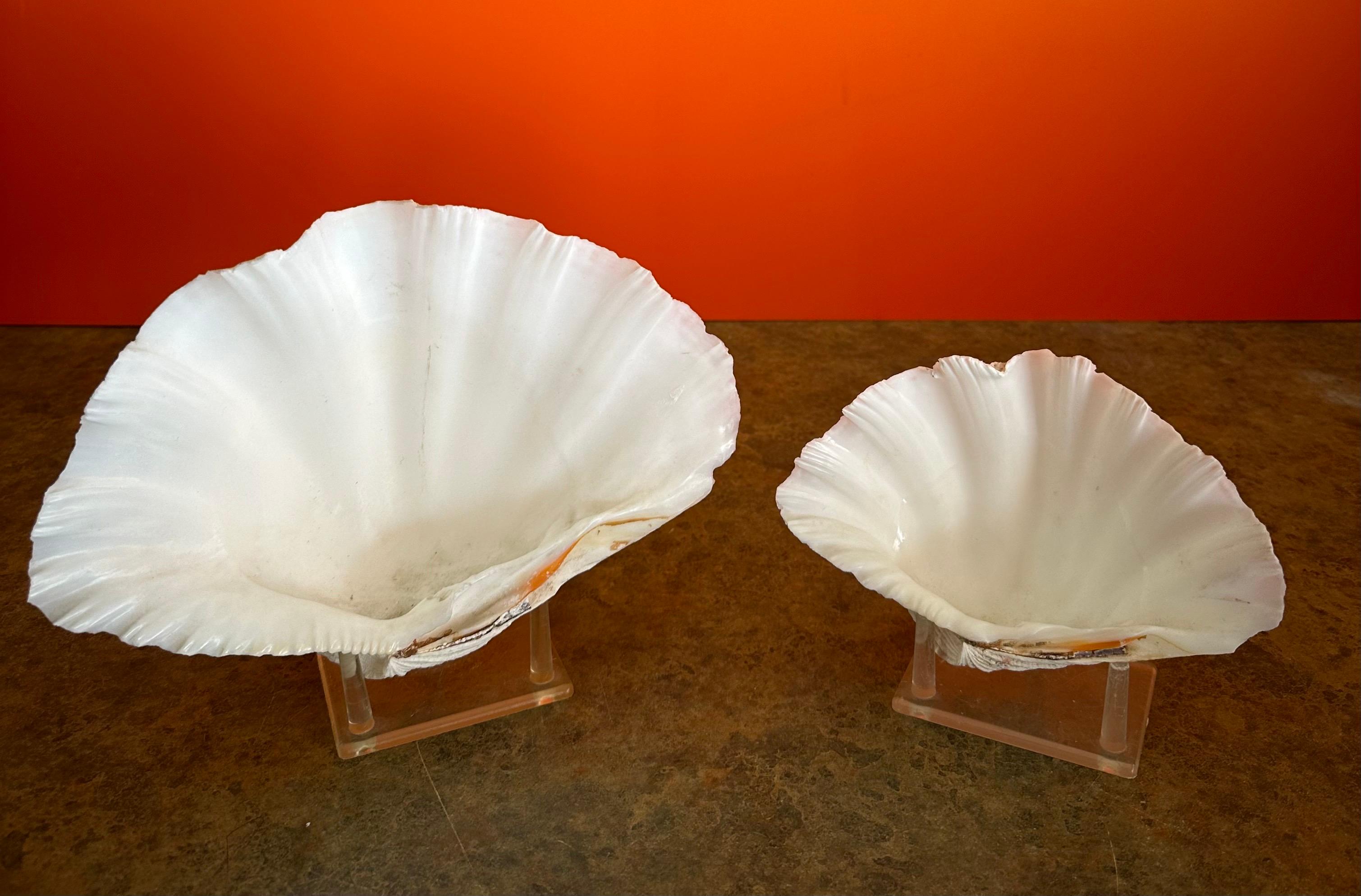 20ième siècle Paire de coquillages sculpturaux organiques Clam sur socle en Lucite en vente