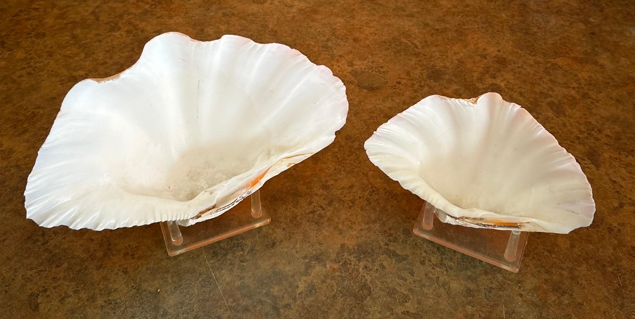 Coquillage Paire de coquillages sculpturaux organiques Clam sur socle en Lucite en vente