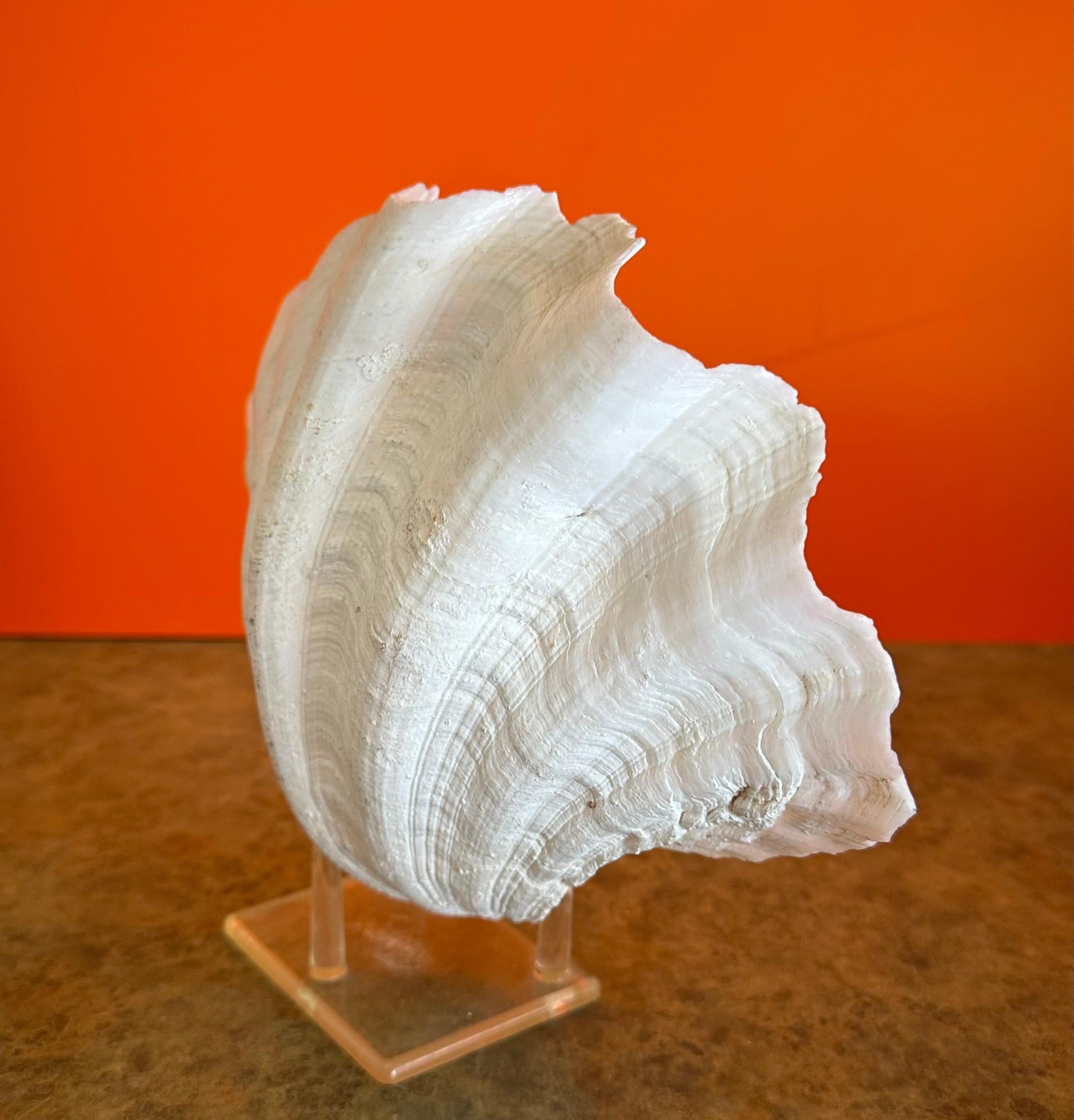 Paire de coquillages sculpturaux organiques Clam sur socle en Lucite en vente 2
