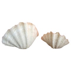 Paar organische skulpturale Muschelschalen auf Lucite-Ständern
