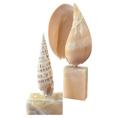 Pair of Organic Sculptural Sea Shells on Marble Bases by Les Hunter Designs