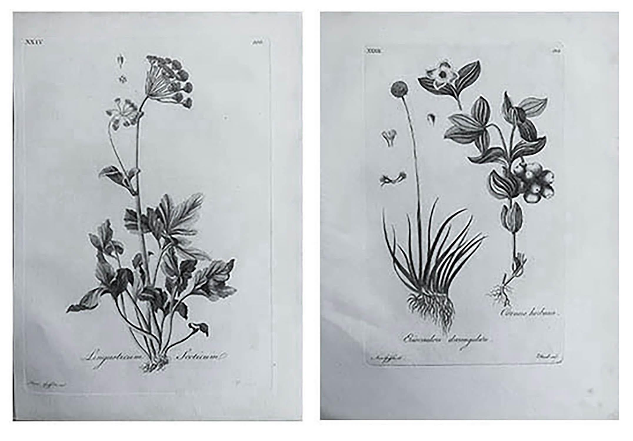 Great images of flowers

Copper-plate engravings after Moses Griffiths

Published C.1790

Unframed.

Free shipping. 



