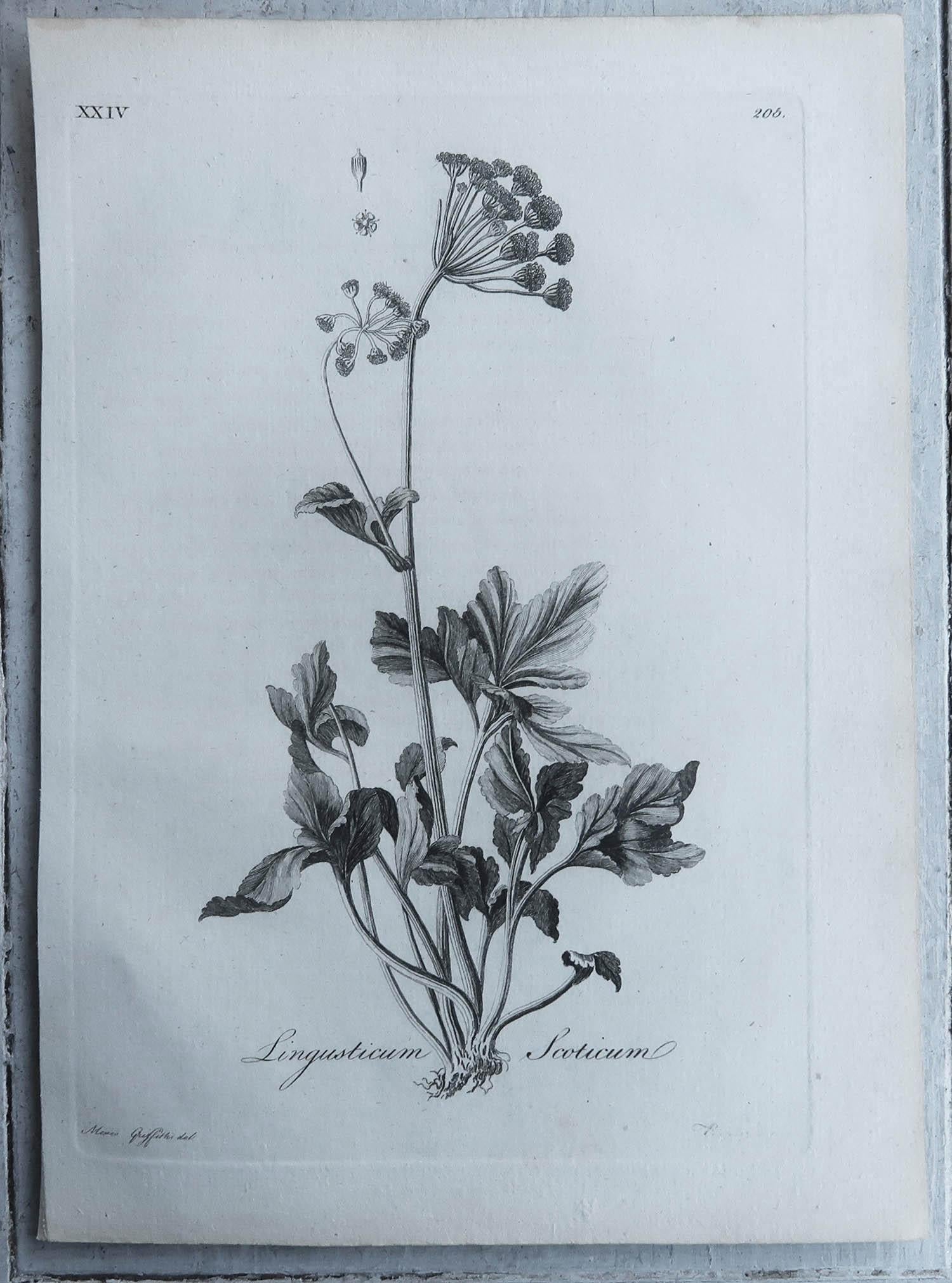 Georgian Pair of Original Antique Botanical Prints , C.1790