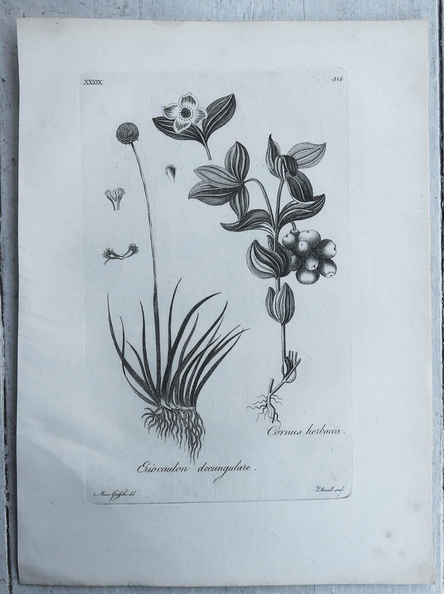 English Pair of Original Antique Botanical Prints , C.1790