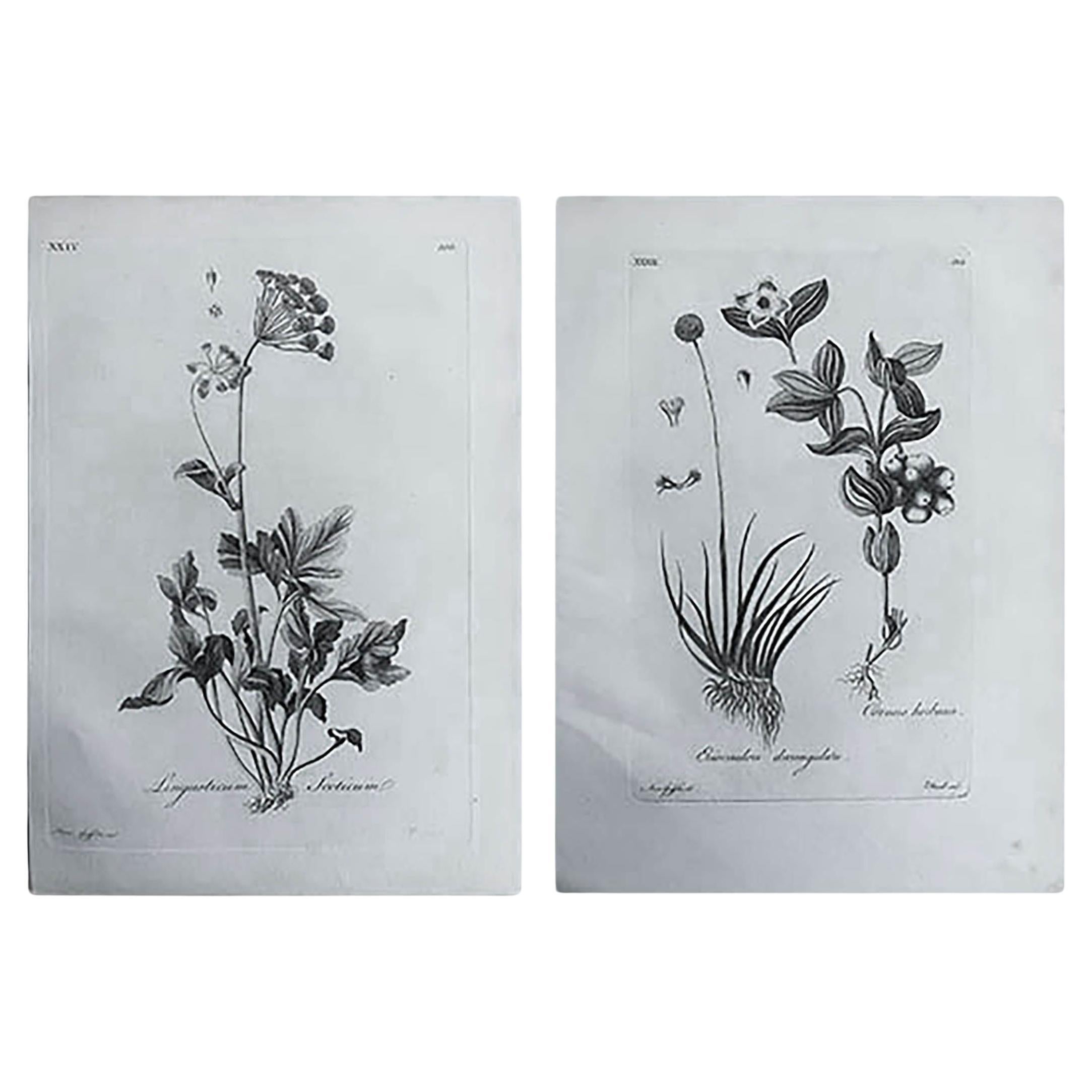 Pair of Original Antique Botanical Prints , C.1790