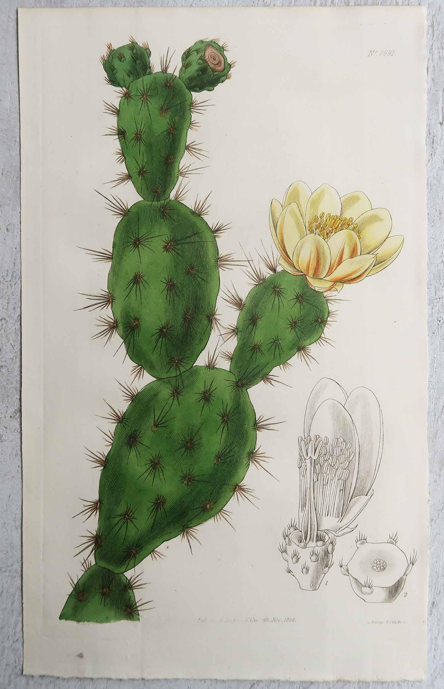 Anglais Paire d'estampes botaniques anciennes originales - Cactus. Daté de 1826 en vente