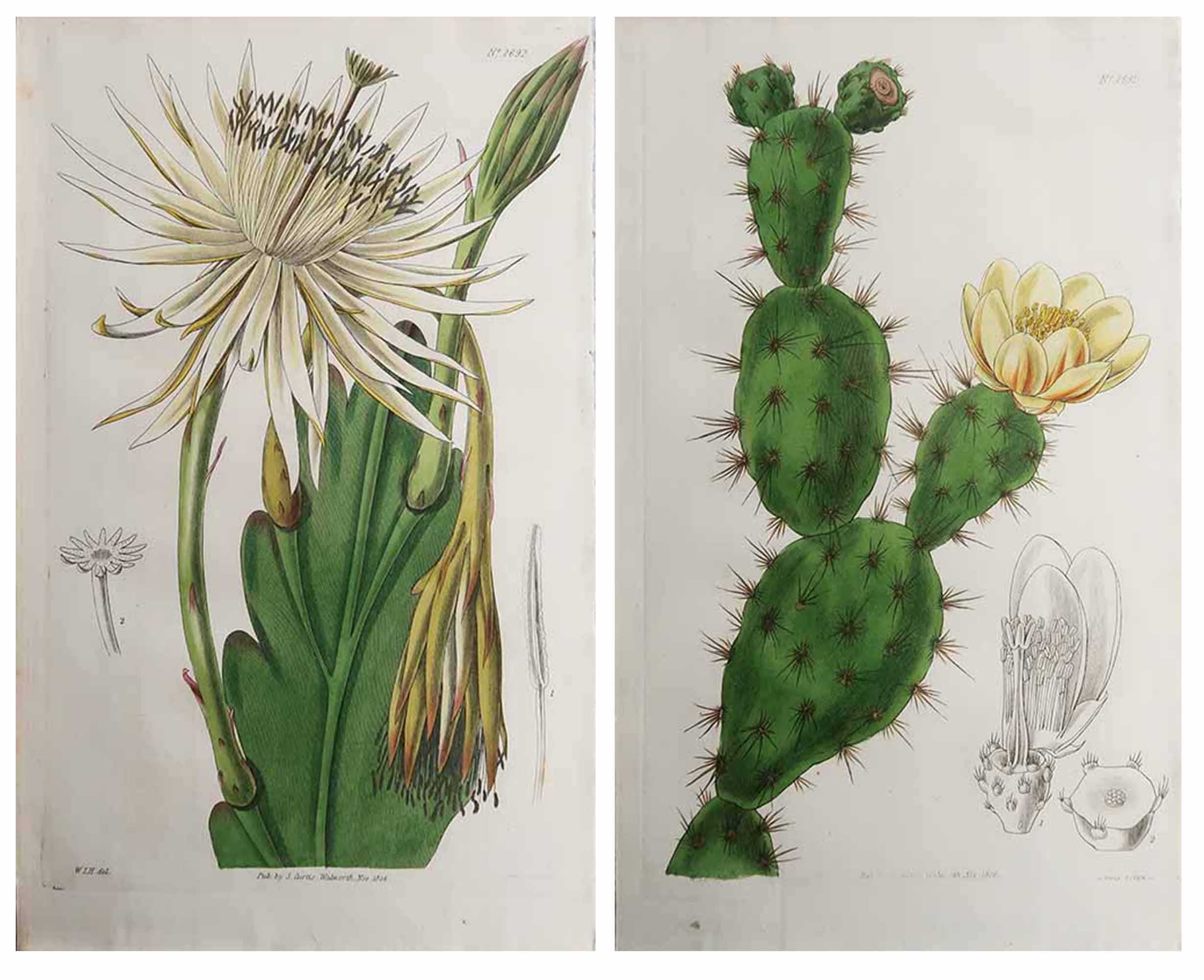 Paire d'estampes botaniques anciennes originales - Cactus. Daté de 1826