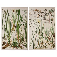 Pair of Original Antique Botanical Prints, Circa 1900