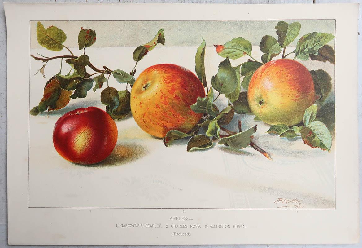 Pareja de Grabados Antiguos Originales de Frutas - Manzanas y Peras, C. 1900 Otro en venta
