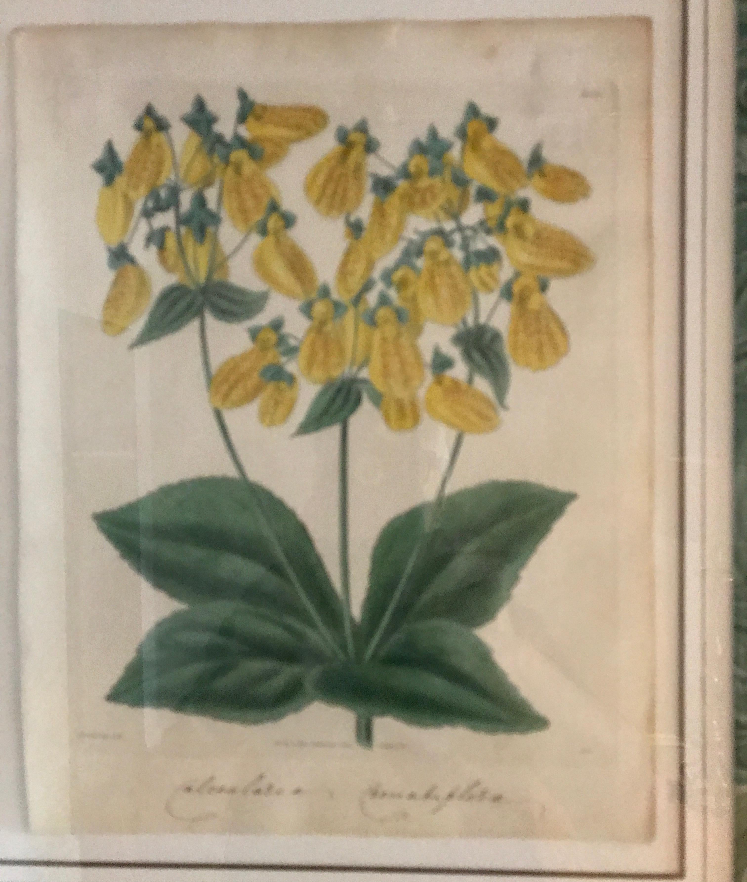 English Pair of Original Antique Hand Colored Botanical Engravings For Sale