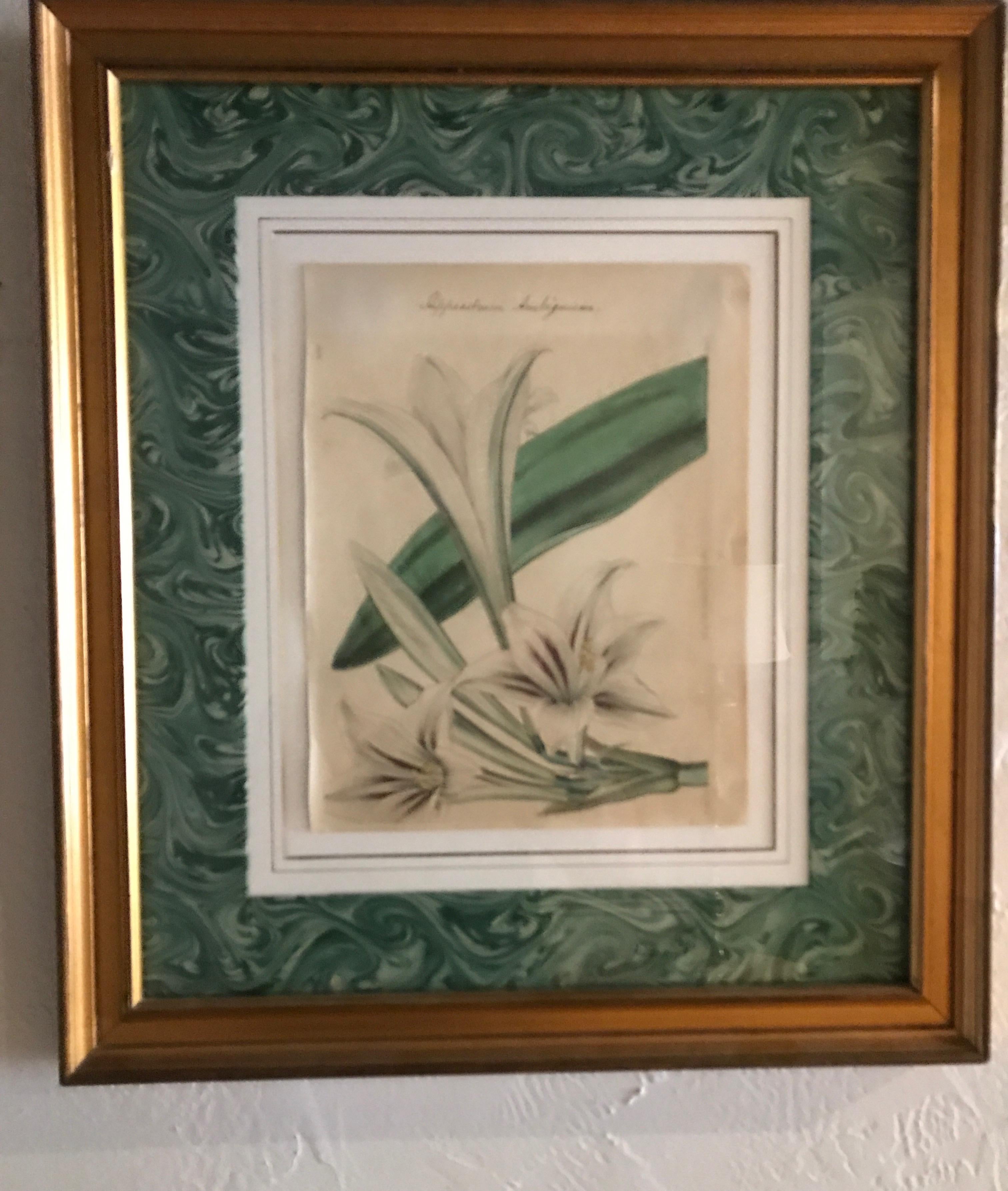 Pair of Original Antique Hand Colored Botanical Engravings In Good Condition For Sale In West Palm Beach, FL