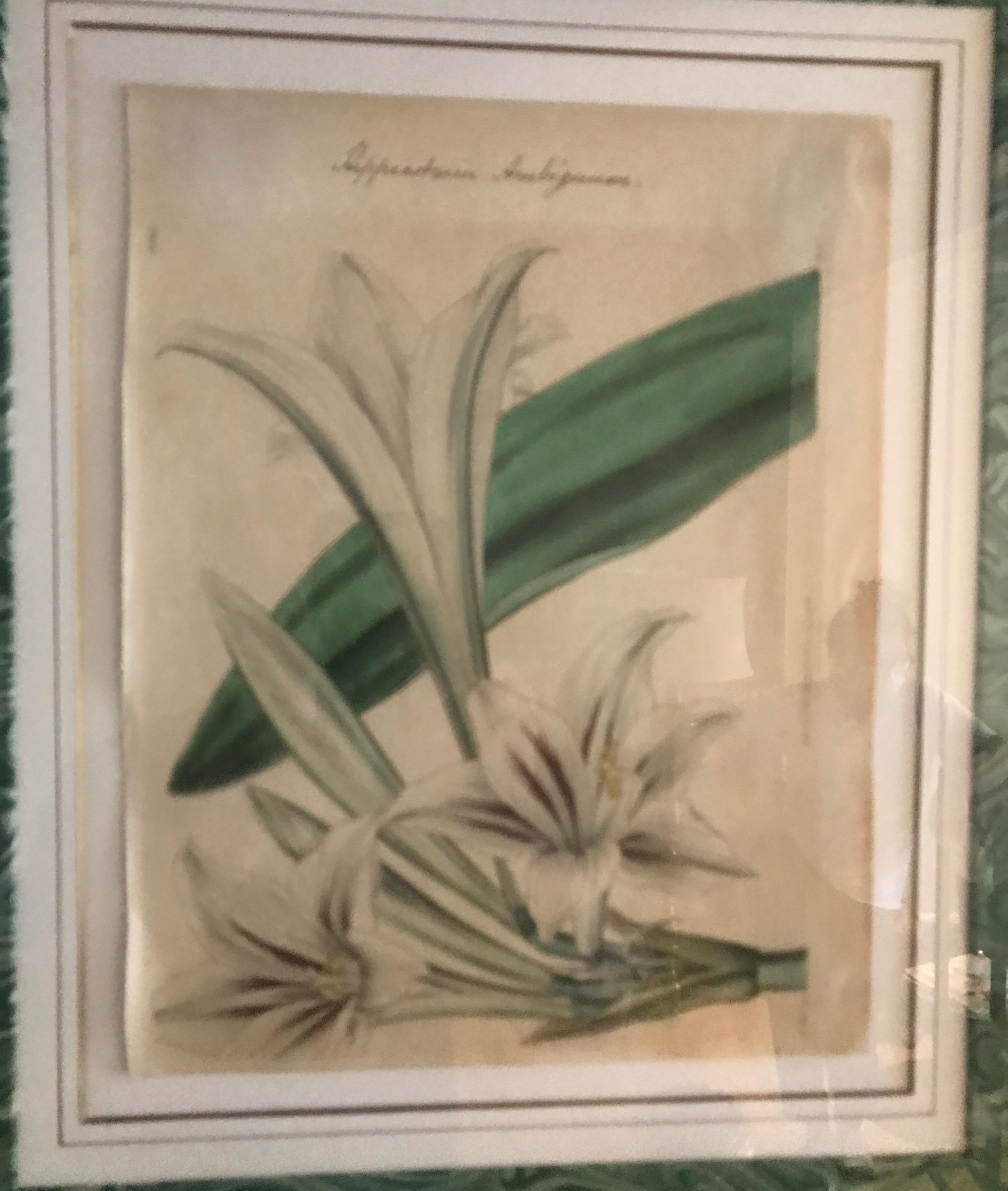 19th Century Pair of Original Antique Hand Colored Botanical Engravings For Sale