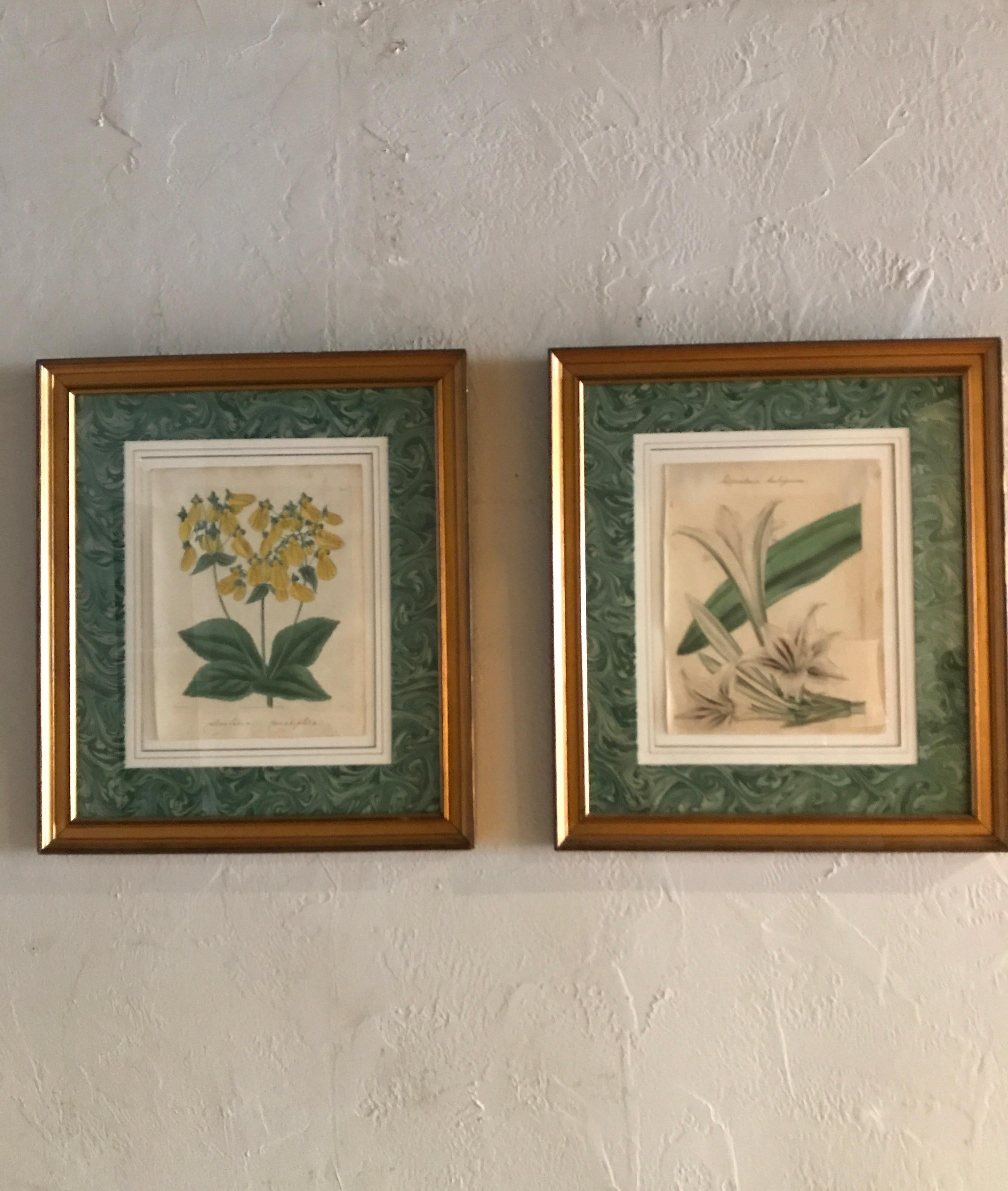 Paper Pair of Original Antique Hand Colored Botanical Engravings For Sale