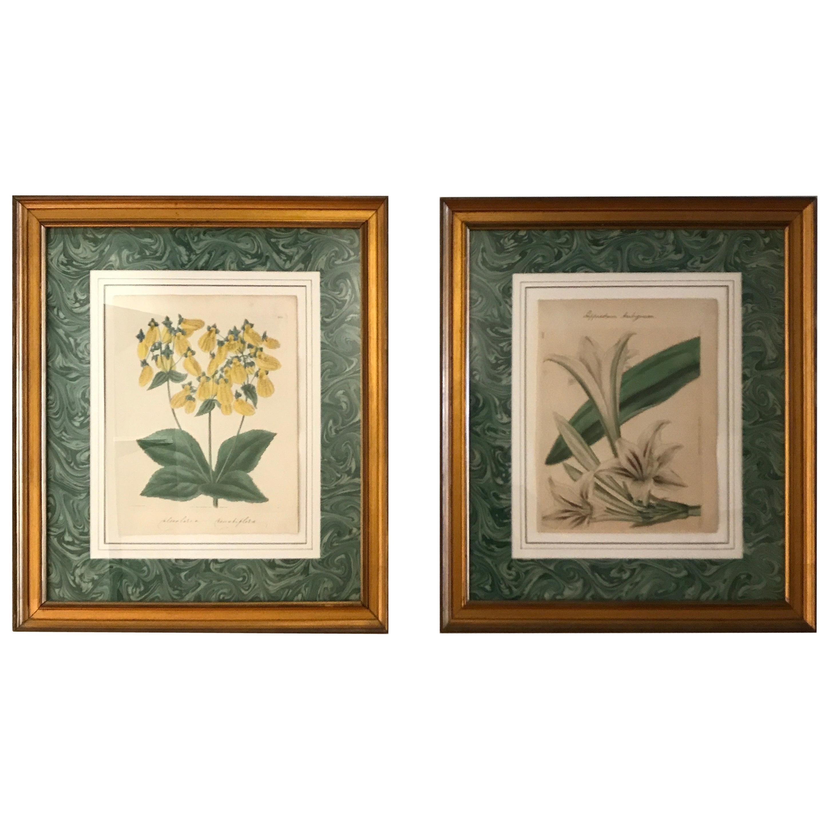 Paire de gravures botaniques originales anciennes colorées à la main