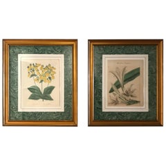 Pair of Original Antique Hand Colored Botanical Engravings