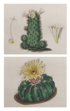 Pair of Original Antique Prints of Cactus. Dated 1838