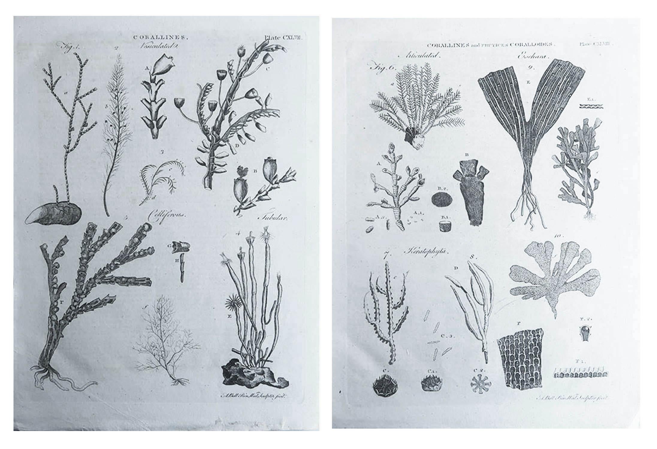 Great images of corals

Copper-plate engravings

Drawn and engraved by A.Bell

Published C.1790

Unframed.

Free shipping. 



