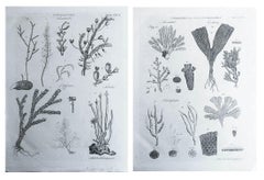 Pair of Original Antique Prints of Corals, C.1790
