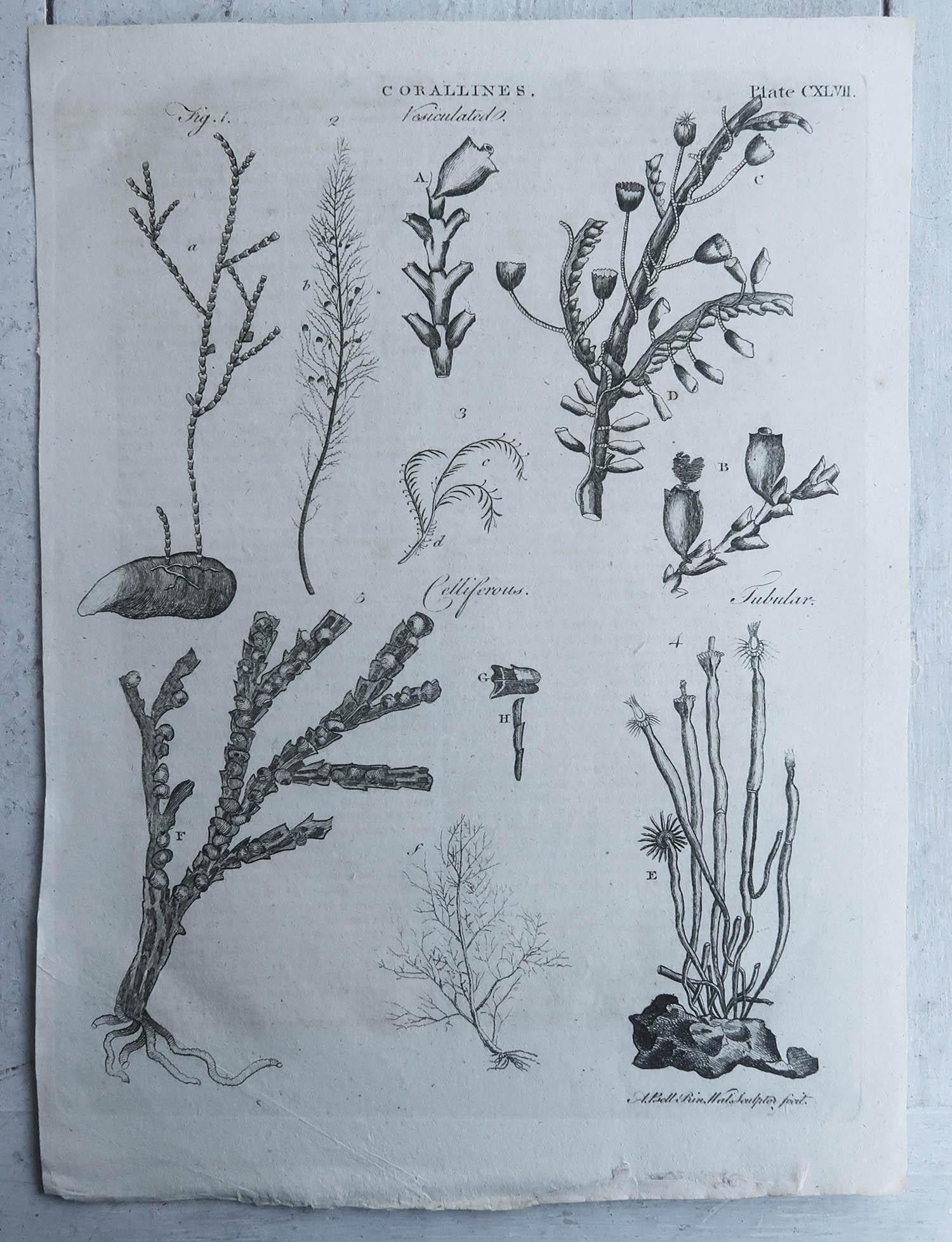 Georgien Paire d'impressions anciennes originales de corails, vers 1790 en vente