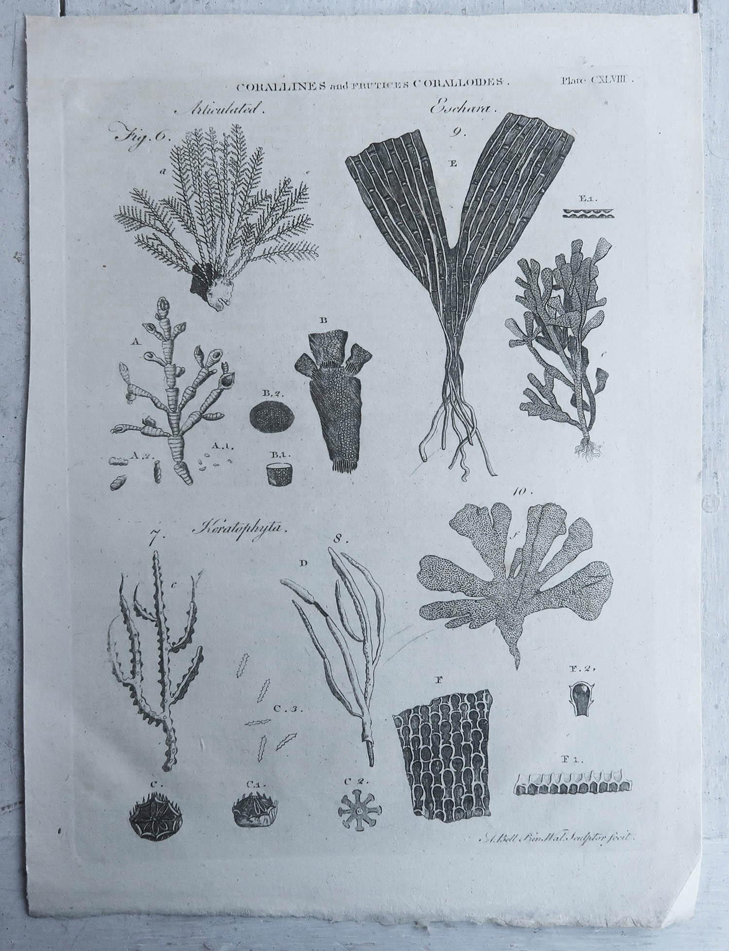 English Pair of Original Antique Prints of Corals, C.1790 For Sale
