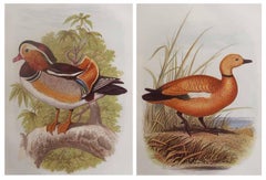 Pair of Original Antique Prints of Ducks, C.1880.