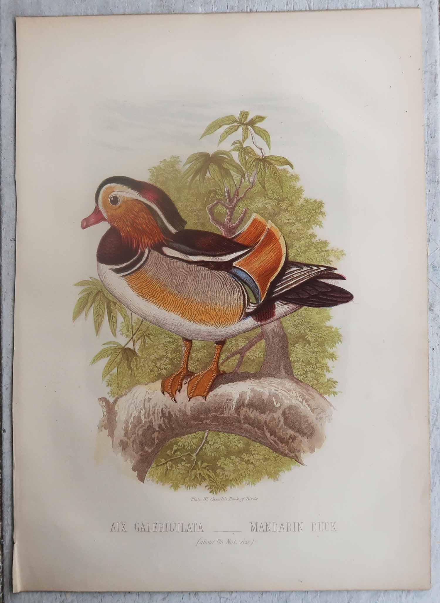 Paar originaler antiker Drucke von Enten, C.1880. (Englisch) im Angebot