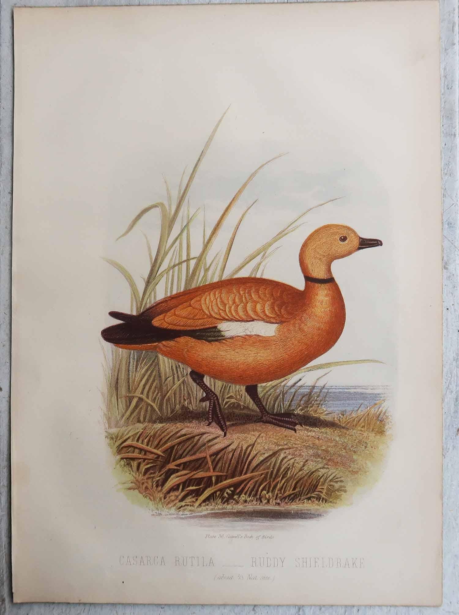 Paar originaler antiker Drucke von Enten, C.1880. (Sonstiges) im Angebot