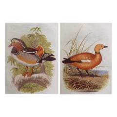 Pair of Original Antique Prints of Ducks, C.1880.