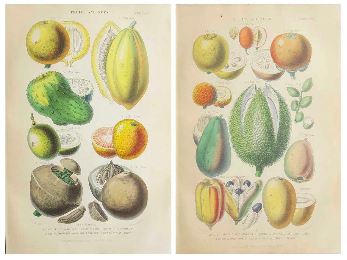 Lovely pair of prints

Lithographs

Original color

Published, circa 1870

Unframed.

Free shipping

