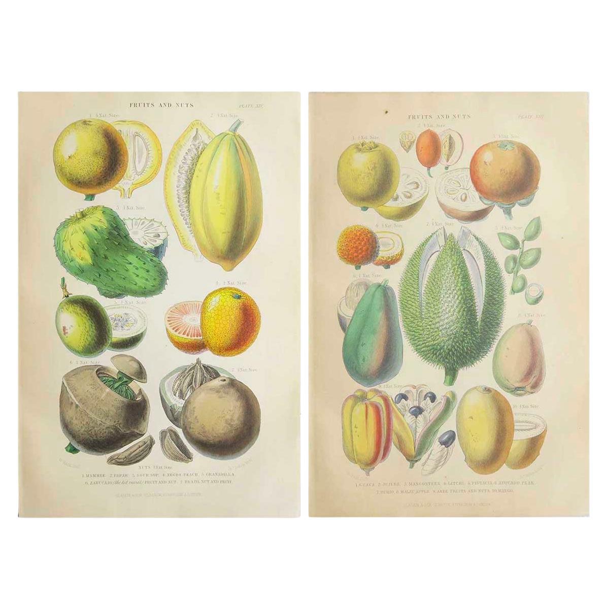 Pareja de grabados antiguos originales de frutas según Walter Hood Fitch. C.1870