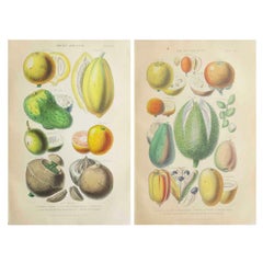 Pareja de grabados antiguos originales de frutas según Walter Hood Fitch. C.1870