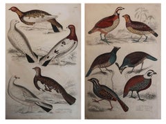 Large Pair of Original Antique Prints of Game Birds, 1830s