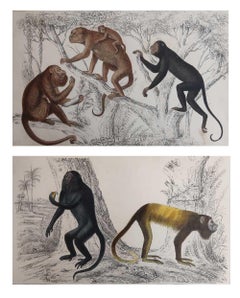 Pair of Original Antique Prints of Monkeys. Cpt. Brown, 1847