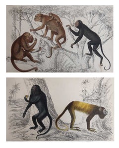 Par de láminas antiguas originales de monos. Capitán Brown, 1847