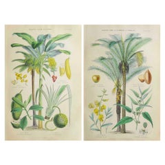 Pair of Original Antique Prints of Palm Trees After Walter Hood Fitch. C.1870