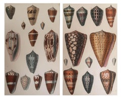 Pareja de Grabados Antiguos Originales de Conchas, 1847