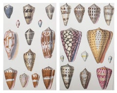 Pair of Original Antique Prints of Shells, 1847