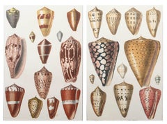 Coppia di stampe antiche originali di conchiglie, 1847