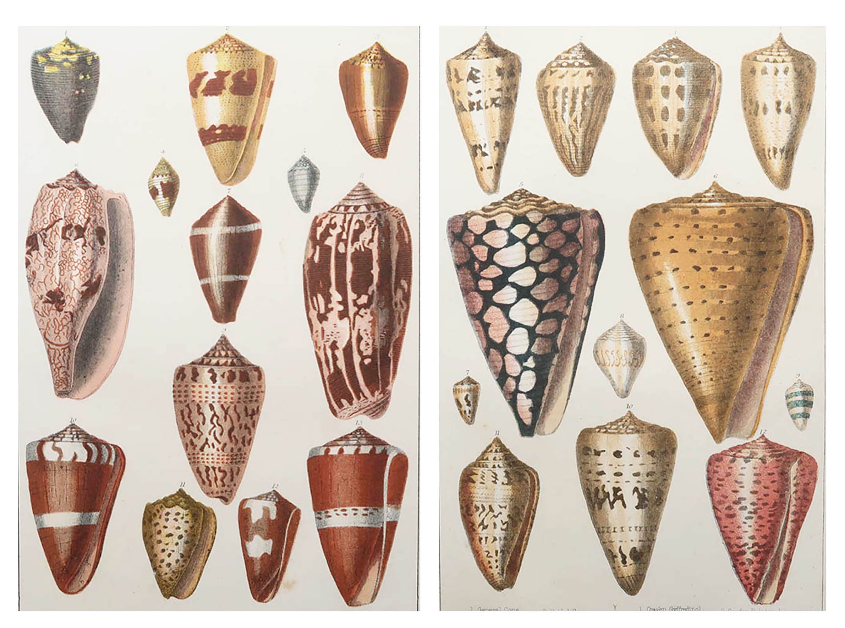 Pair of Original Antique Prints of Shells, 1847