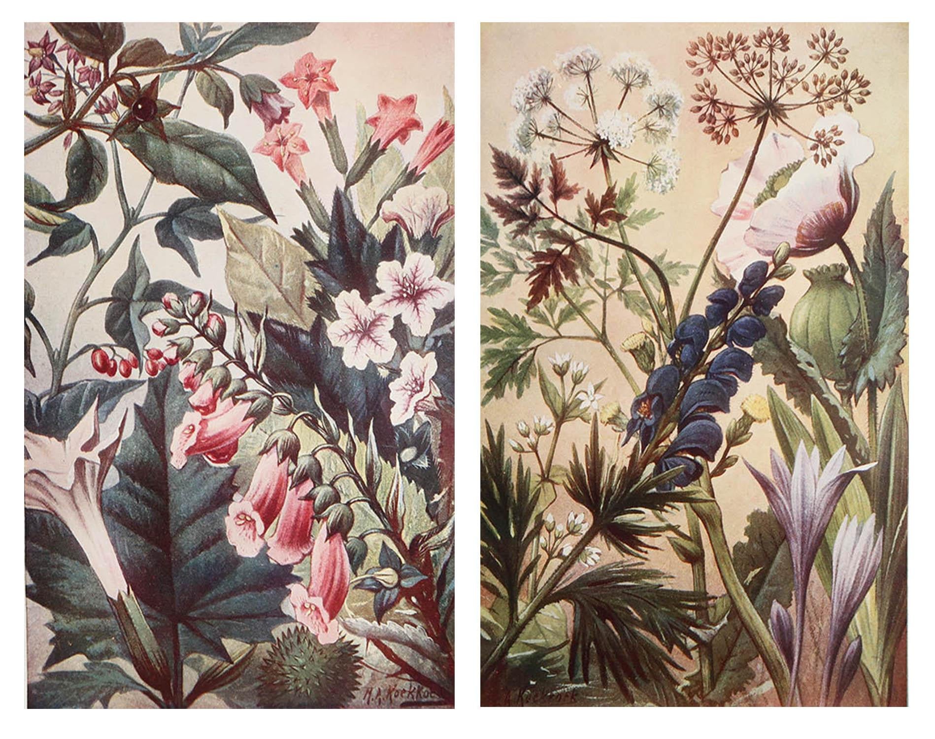 Great images of medicinal plants

Unframed.

Published, circa 1900.





