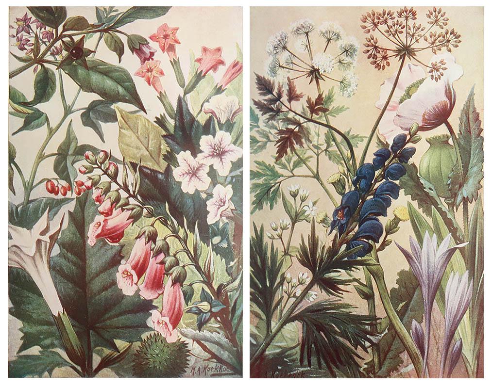Great images of medicinal plants

Unframed.

Published, circa 1900.

Free shipping






