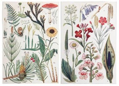 Pair of Original Vintage Botanical Prints, circa 1900