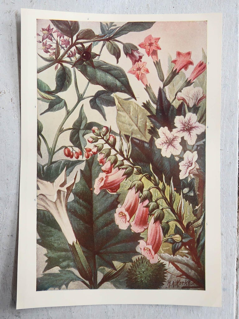 Original Botanitcal Prints Pair of Original Vintage Botanical Prints, circa 1900 For Sale at 1stDibs