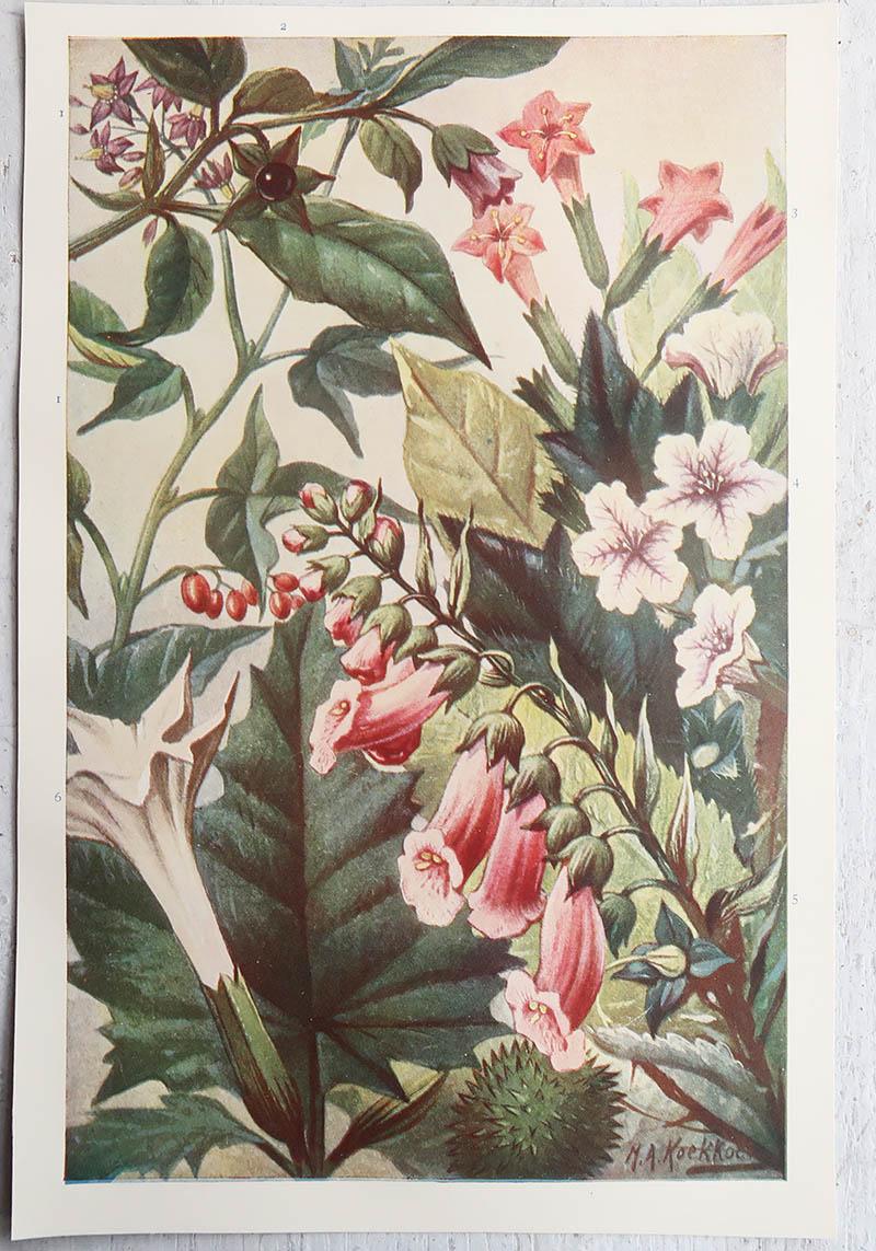 Edwardian Pair of Original Vintage Botanical Prints, circa 1900